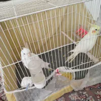 یک جفت عروس هلندی
