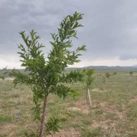 زمین-باغی