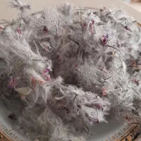 چای کوهی
