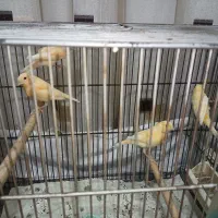 ۴ عدد جوجه قناری فروشی