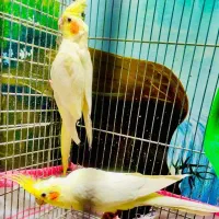 یک جفت عروس هلندی با یک جوجه