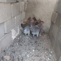۶عدد نیمچه گلین طوسی