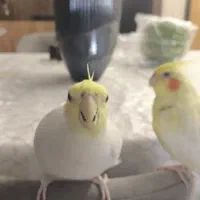 عروس هلندی نر و ماده