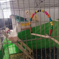 طوطی کوتوله