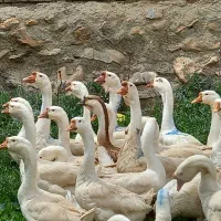 قوقاز|حیوانات مزرعه|بروجرد, |دیوار