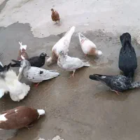 فروش ی تپ کبوتر