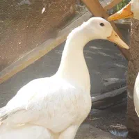 اردک ماده تخم گذار