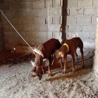 فروش سگ دوبرمن