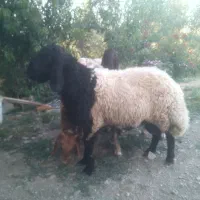 فروش 5 راس بره نر شیشک