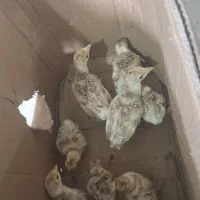 فروش ۹ عدد جوجه بوقلمون بوربون