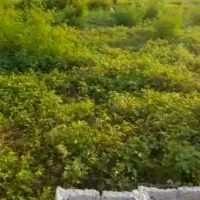 فروش زمین سد سنگر (( کنار سد سپیدرود))