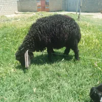 بره و بز غاله