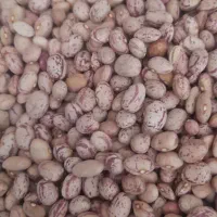 ۱۵ کیلو لوبیا چیتی