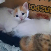 دو عدد بچه گربه