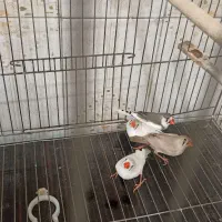 فنچ نر و ماده جفت