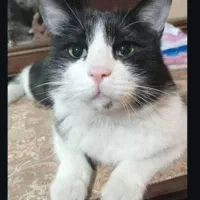 گربه گم شده پارک لاله   گربه سیاه و سفید