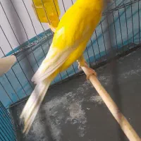 قناری رسمی بلند جفت