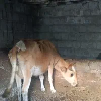 گاو دورگه اصل