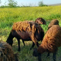 میش بره نروماده
