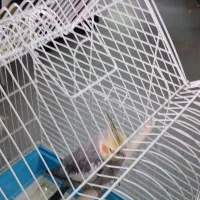 عروس هلندی