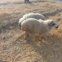 ۱۵تاغوچ ۸تا چپوشت فروشیتک
