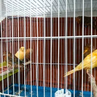 ۱۶ عدد جوجه قناری