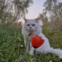 گربه نژاد پرشین خالص