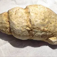 فسیل صدف گوش ماهی