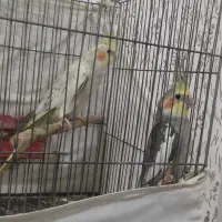جفت عروس هلندی مولدسخنگو