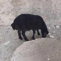 بره نر