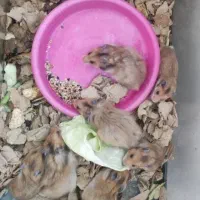 همستر بازیگوش