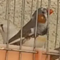 فنچ گمشده