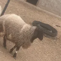 گوسفندبره نر