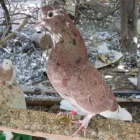 کفتر کبوتر شازده هما  پرشی
