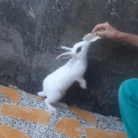 قیمت ۷۰۰۰۰۰۰