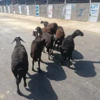 ۱۲راس میش داشتی