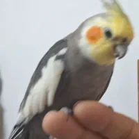 عروس هلندی نر