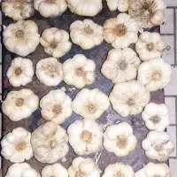 سیر  درجه۱ همدان