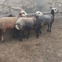 کاور و شیشک داشتی عروسک