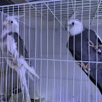 فروش عروس هلندی البینو ایزابلا وایت فیس سینامون