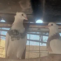 طوقی نرماه مست