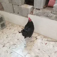 خروس سیاه در چغادک