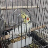 عروس هلندی نر