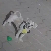 واگذاری پت