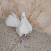 کبوتر دم قاشقی