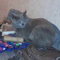 گربه اسکاتیش