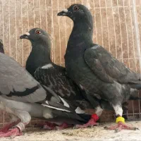 جوجه المانی