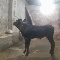 گاو‌.لیشه.گوساله نافدار جرسی۵ماهه