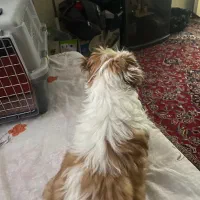 شاه توله شتیزو تریر نر ۳ ماه و نیم