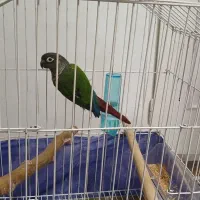 طوطی گیرینچیک